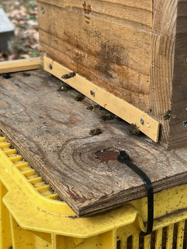 分蜂まであと少し