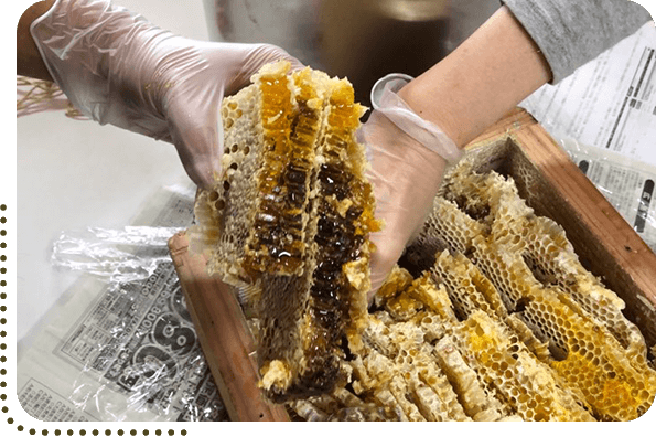 蜂の巣から蜂蜜を採取している様子